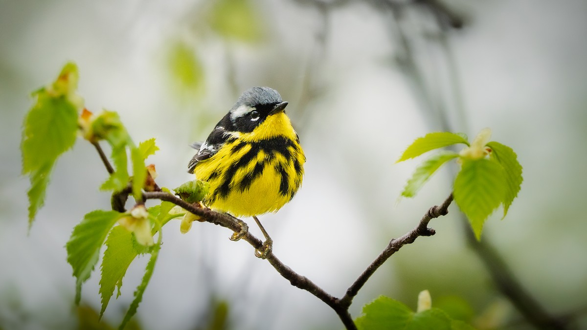 Magnolia Warbler - ML636839463
