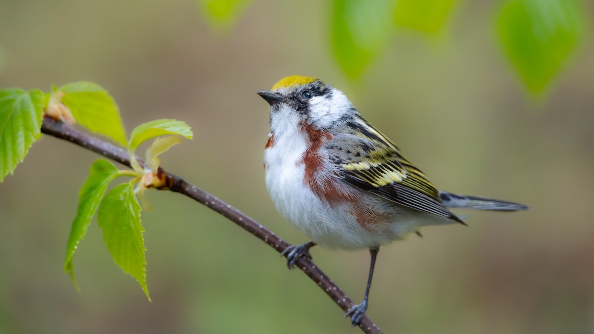 Chestnut-sided Warbler - ML636839491
