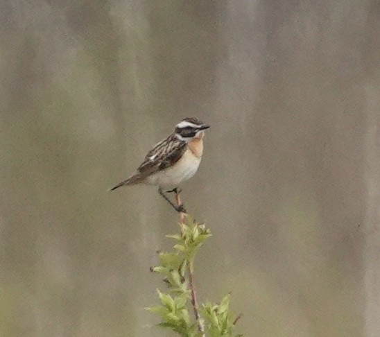 Whinchat - ML636839505