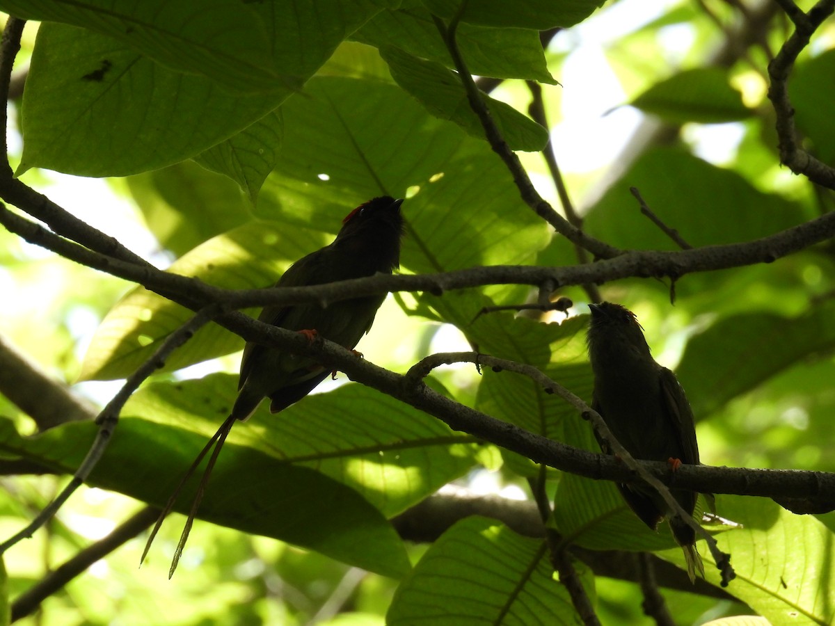 Long-tailed Manakin - ML636839530