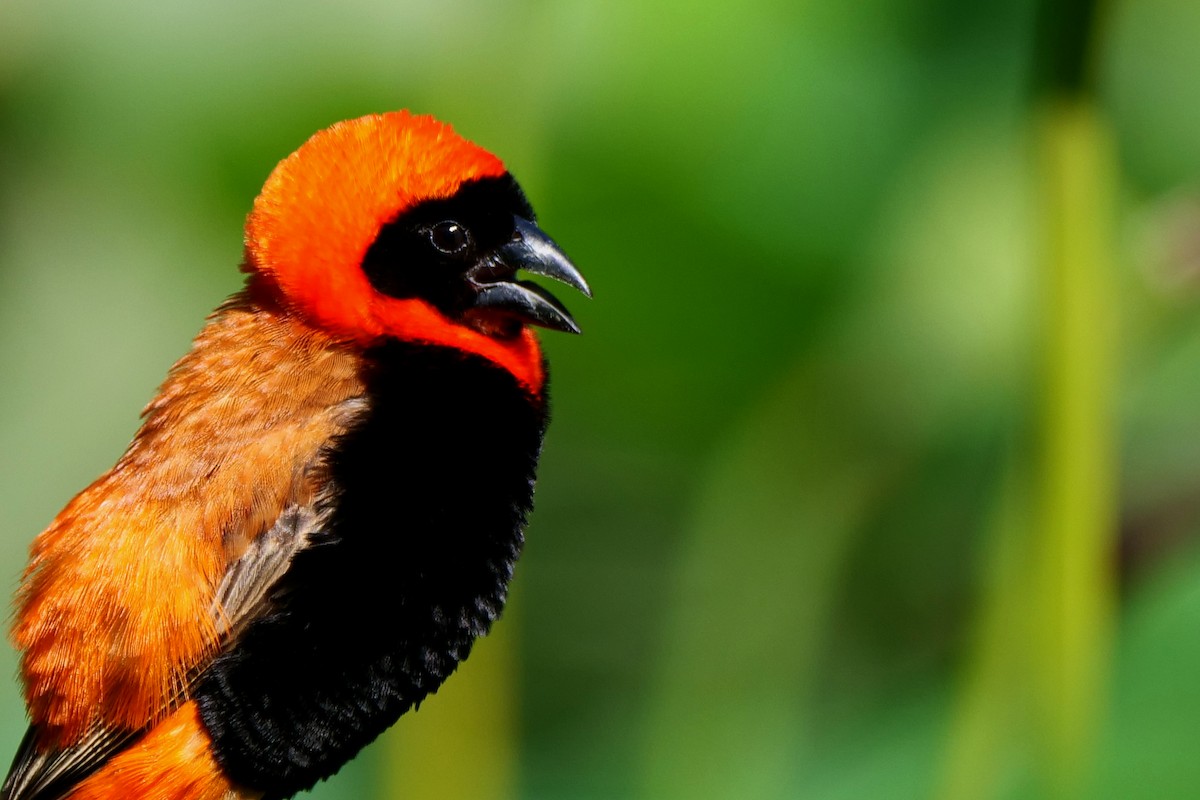 Southern Red Bishop - ML636839577