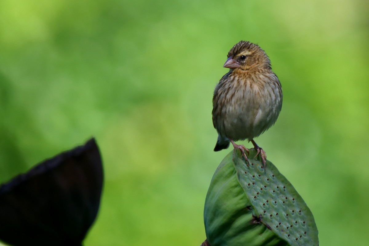 Southern Red Bishop - ML636839578