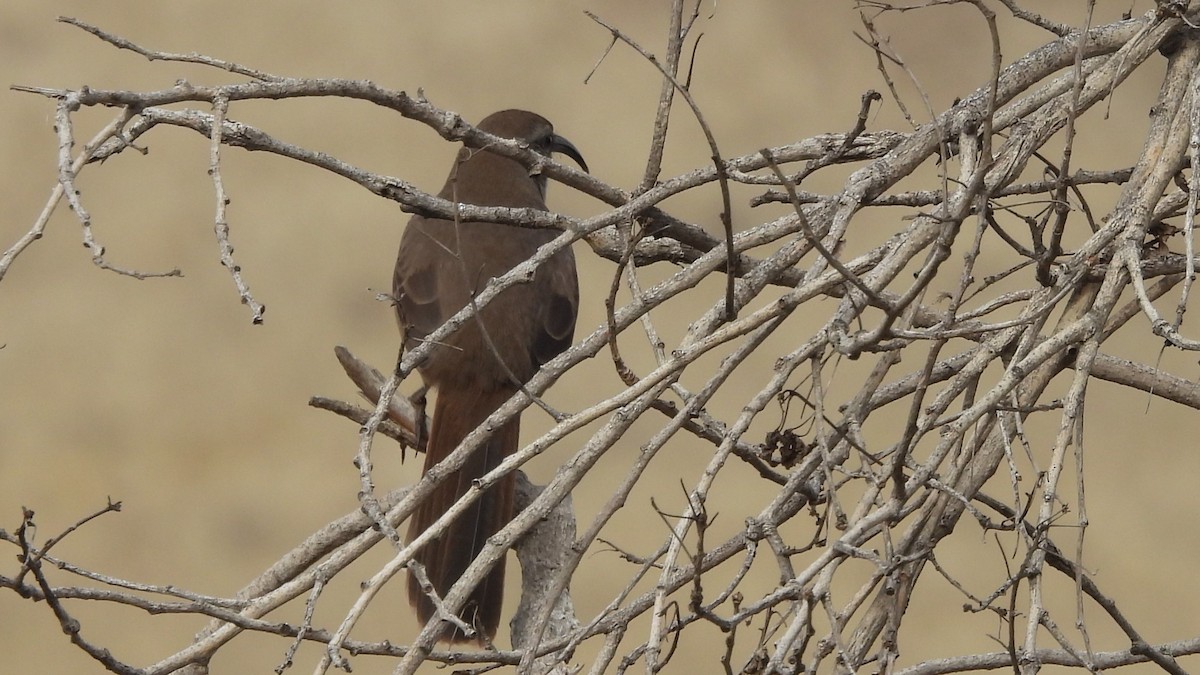 California Thrasher - ML636839579