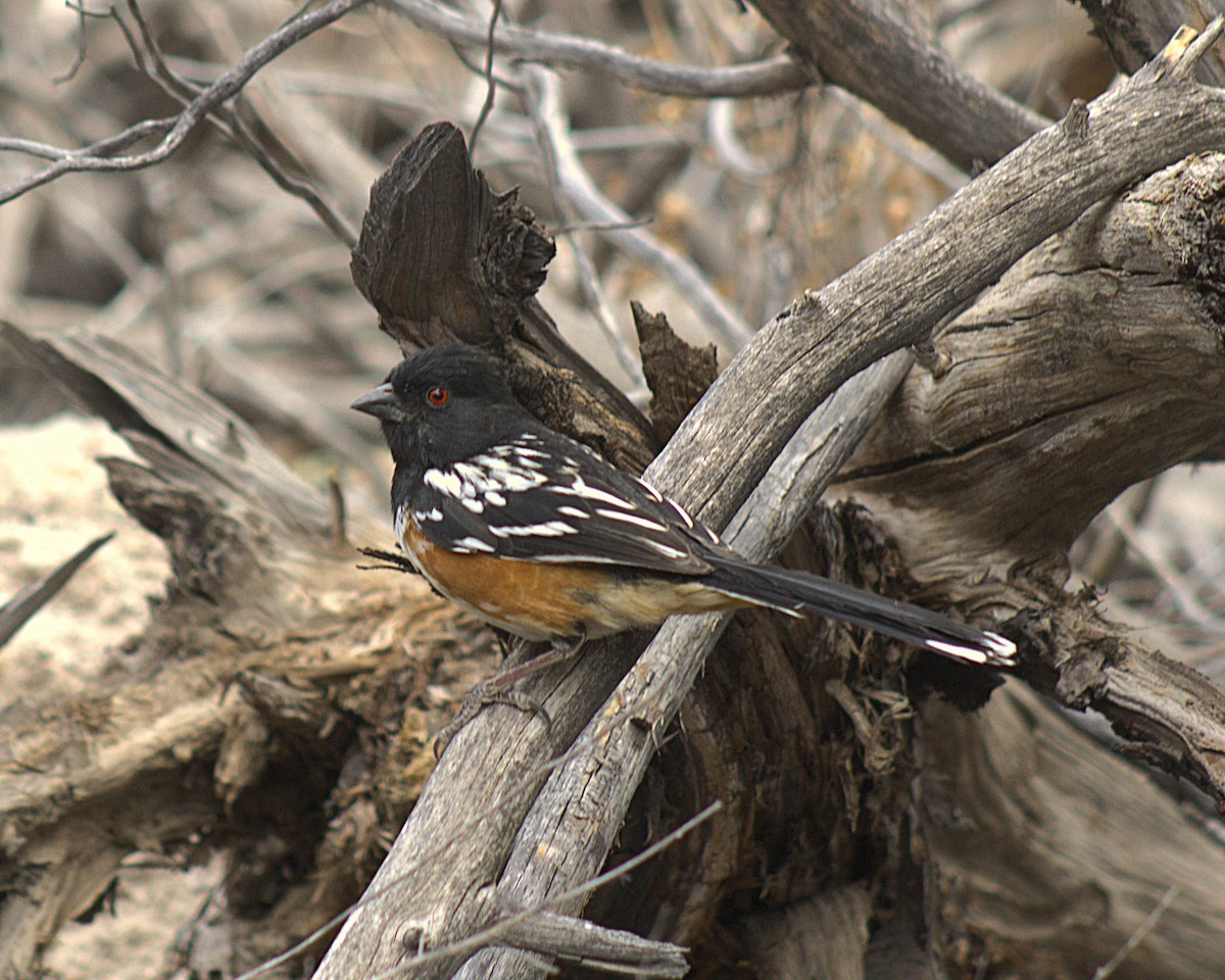 Spotted Towhee (maculatus Group) - ML636839616