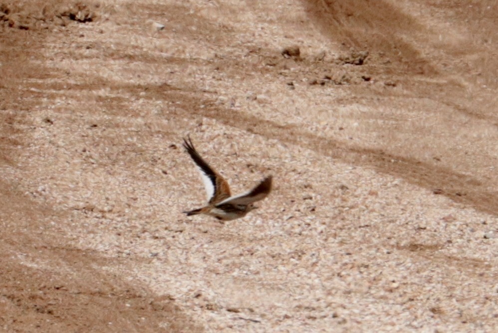 White-winged Lark - ML636839639