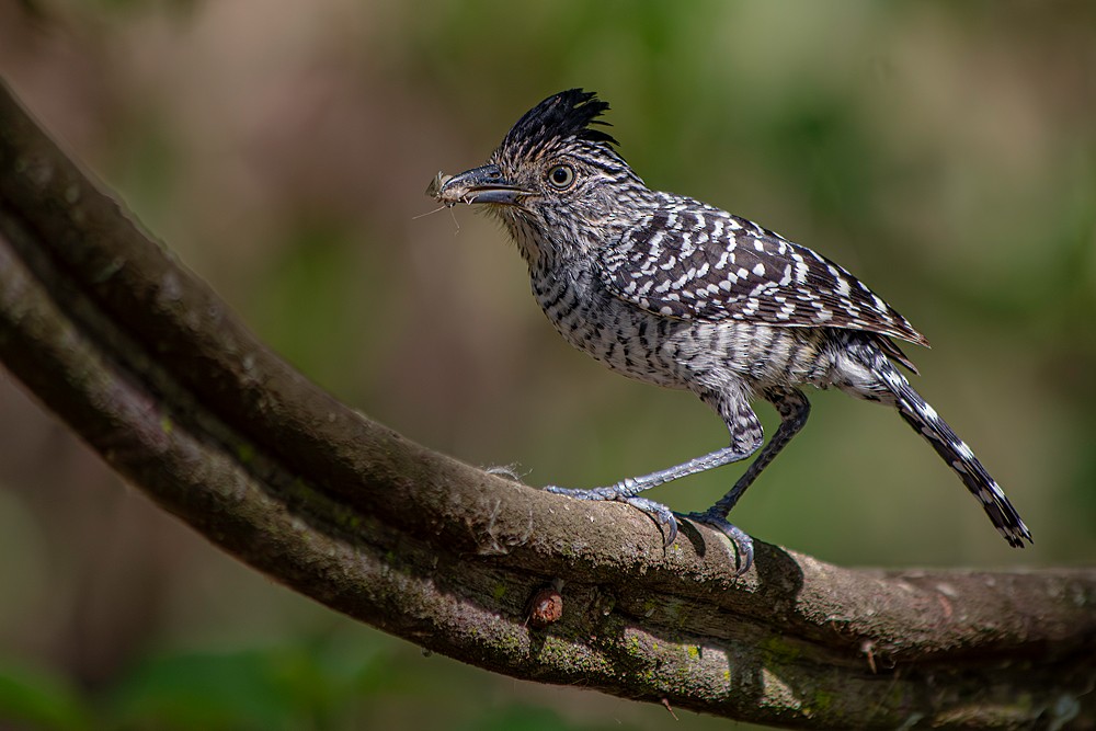 Barred Antshrike - ML636839641