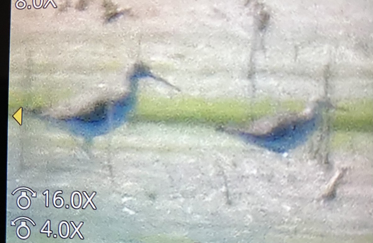 Greater Yellowlegs - ML636839767
