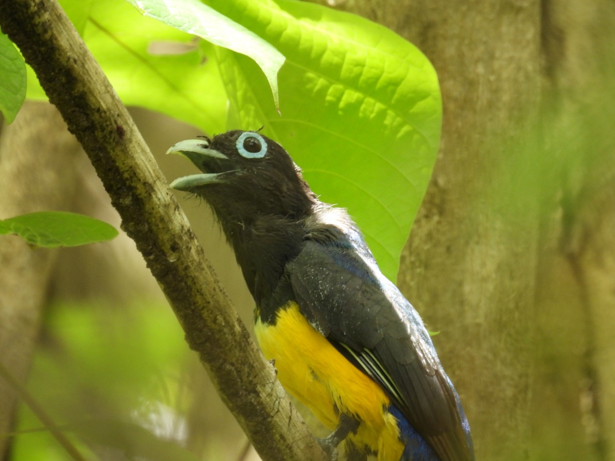 Black-headed Trogon - ML636839815
