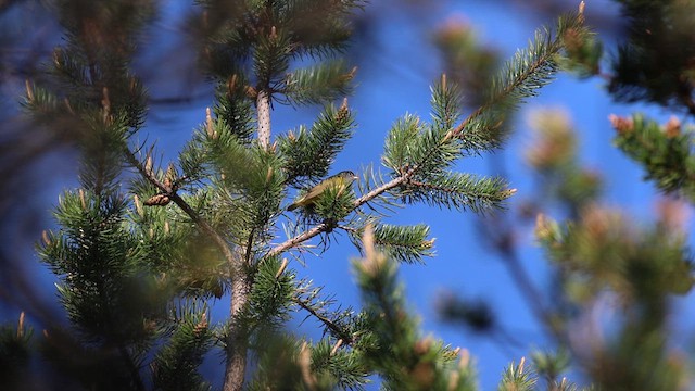 Connecticut Warbler - ML636839834