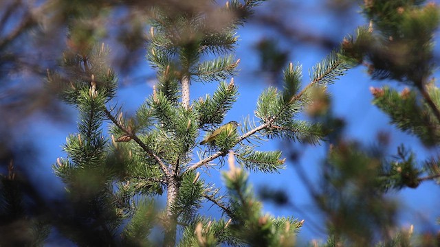 Connecticut Warbler - ML636839837