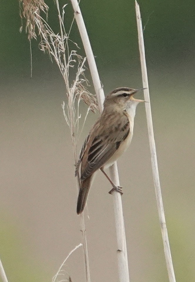 Sedge Warbler - ML636839864