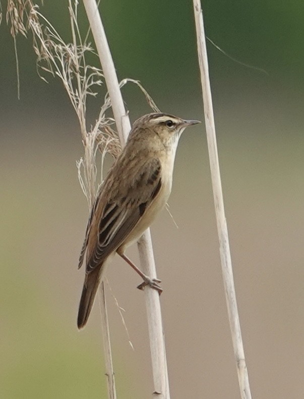 Sedge Warbler - ML636839865