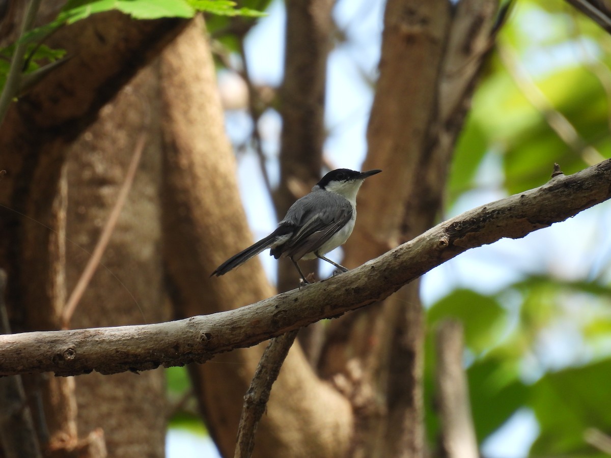 White-lored Gnatcatcher - ML636839926