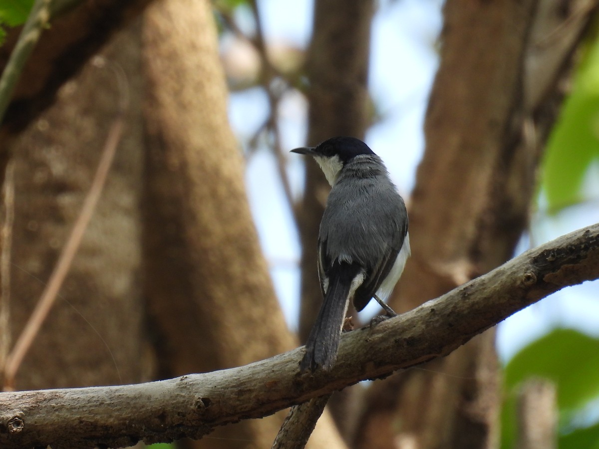 White-lored Gnatcatcher - ML636839989