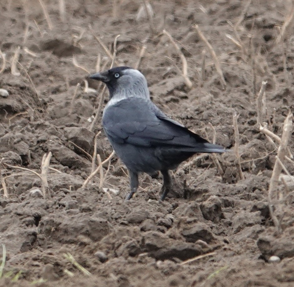 Eurasian Jackdaw - ML636840006