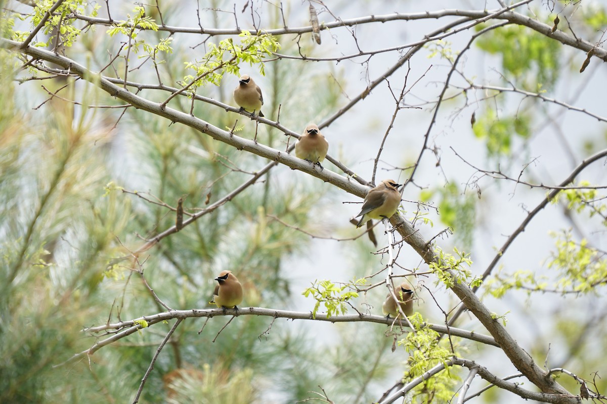 Cedar Waxwing - ML636840026