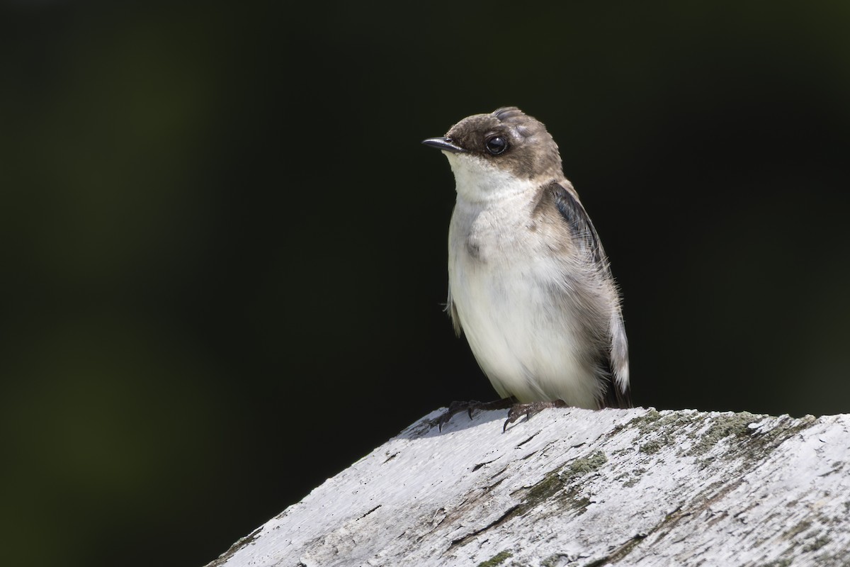 Tree Swallow - ML636840049