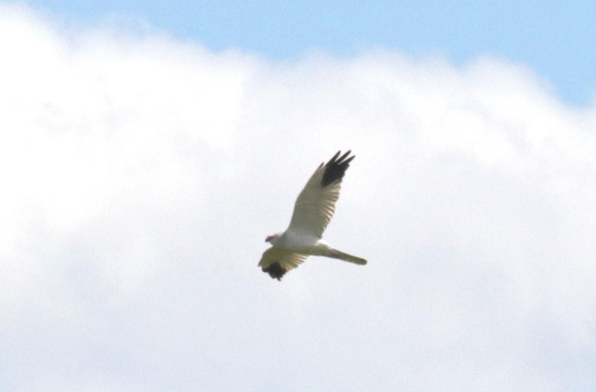 Pallid Harrier - ML636840067