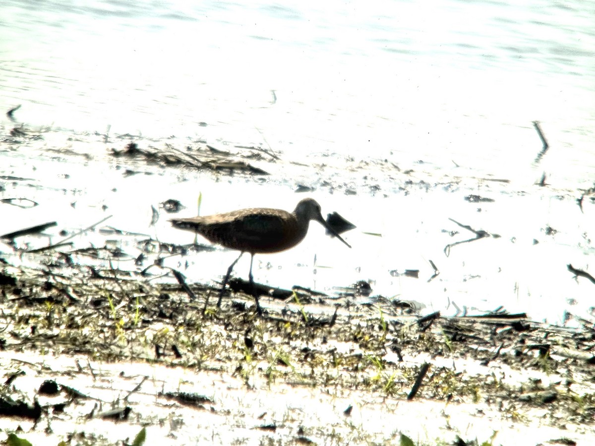 Hudsonian Godwit - ML636840083