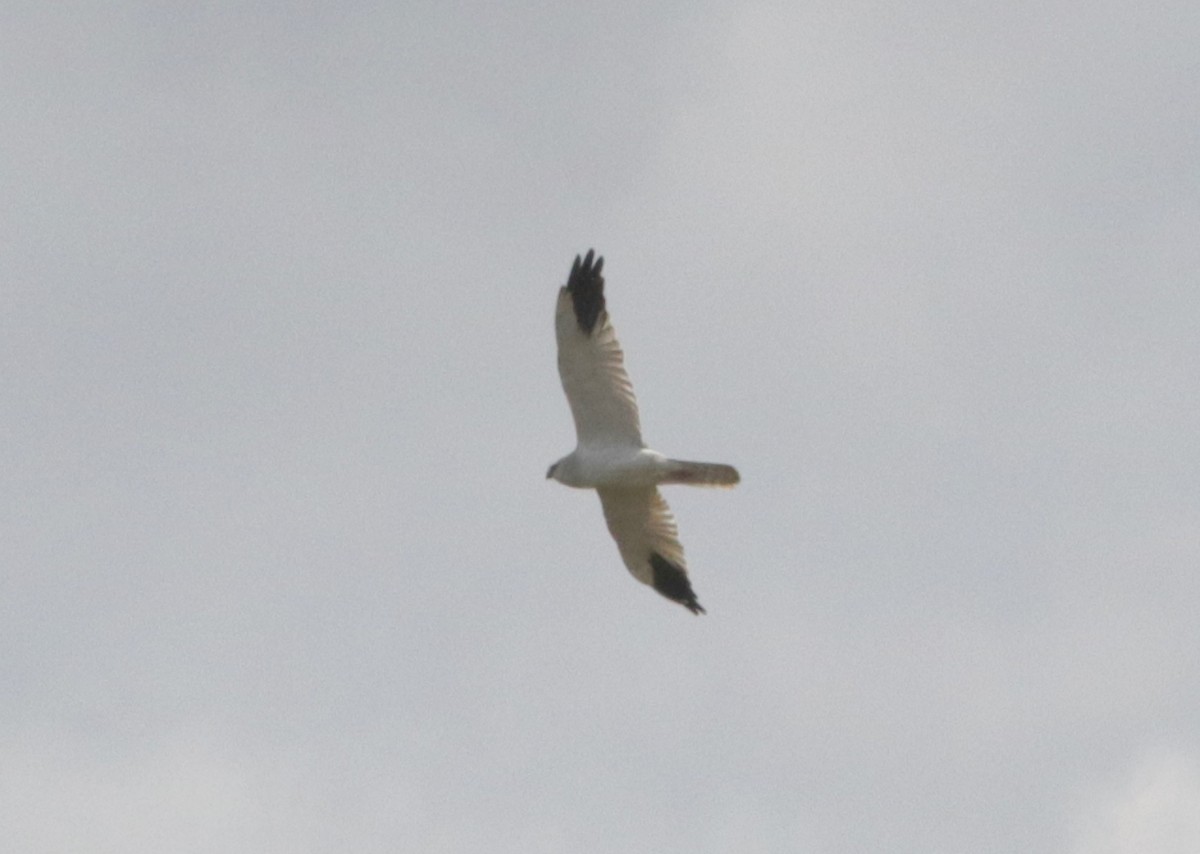 Pallid Harrier - ML636840096