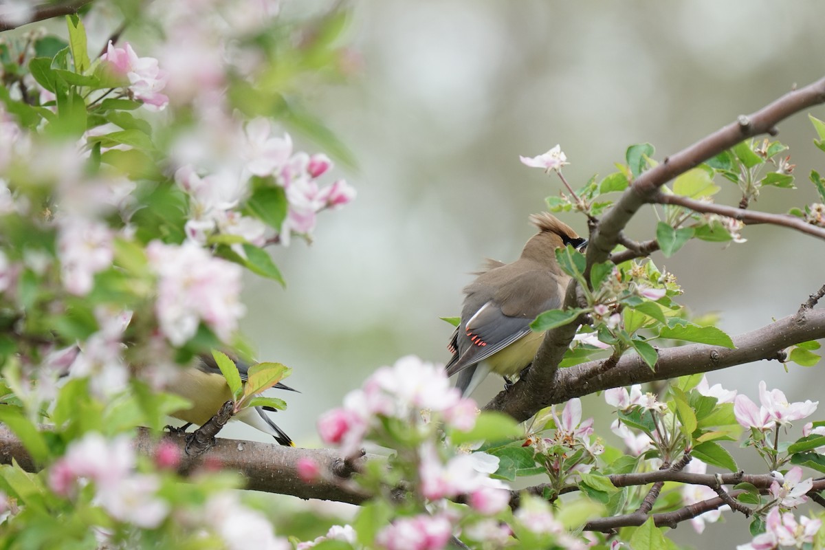 Cedar Waxwing - ML636840140