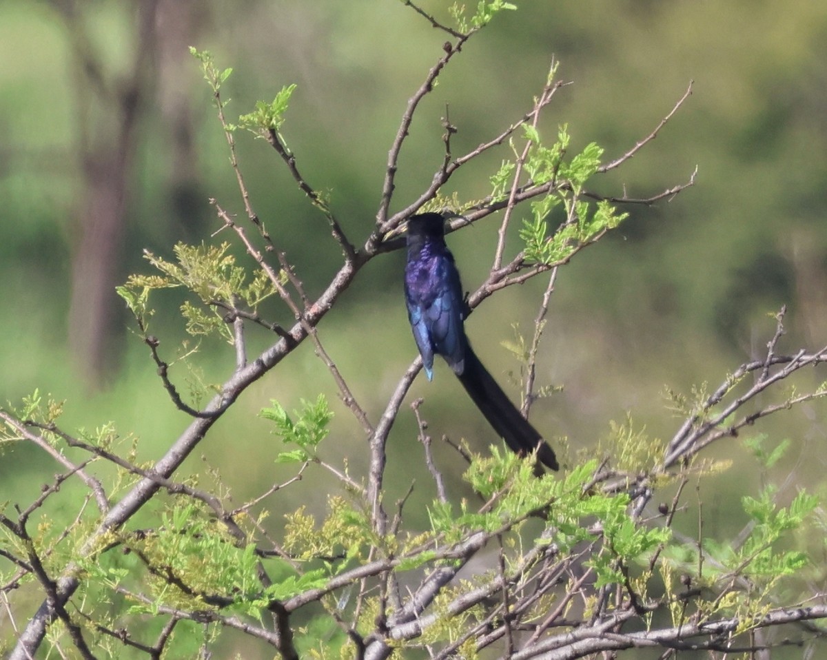 Common Scimitarbill - ML636840199