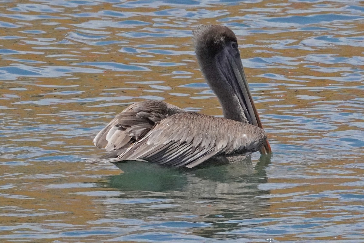 Brown Pelican (Southern) - ML636840217