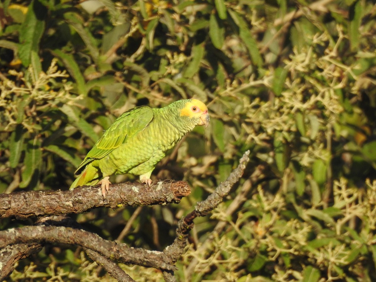Yellow-faced Parrot - ML636840223