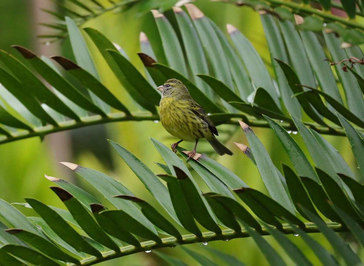 Forest Canary - ML636840243