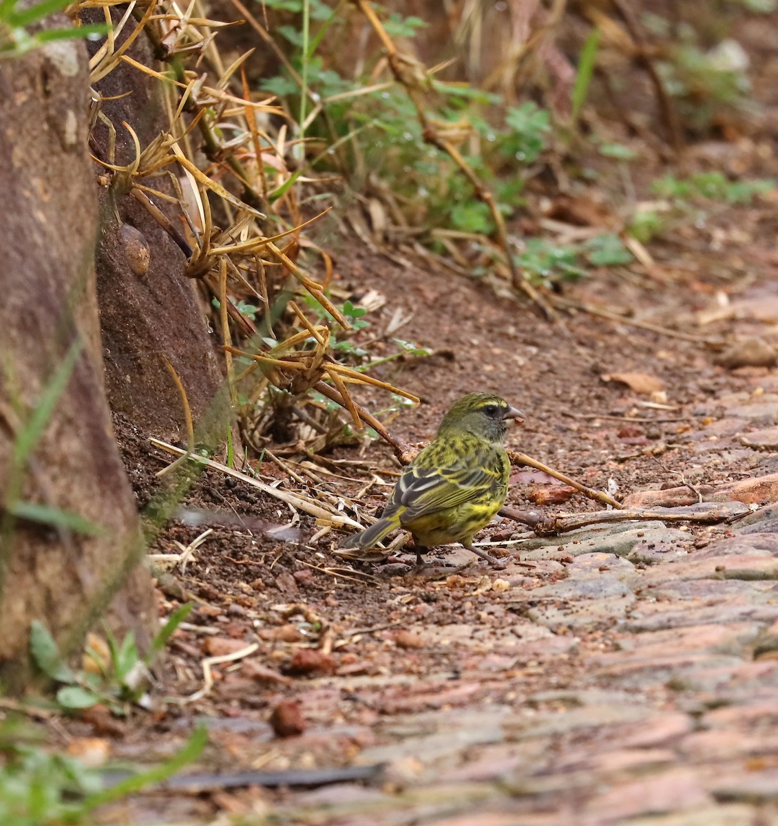 Forest Canary - ML636840258