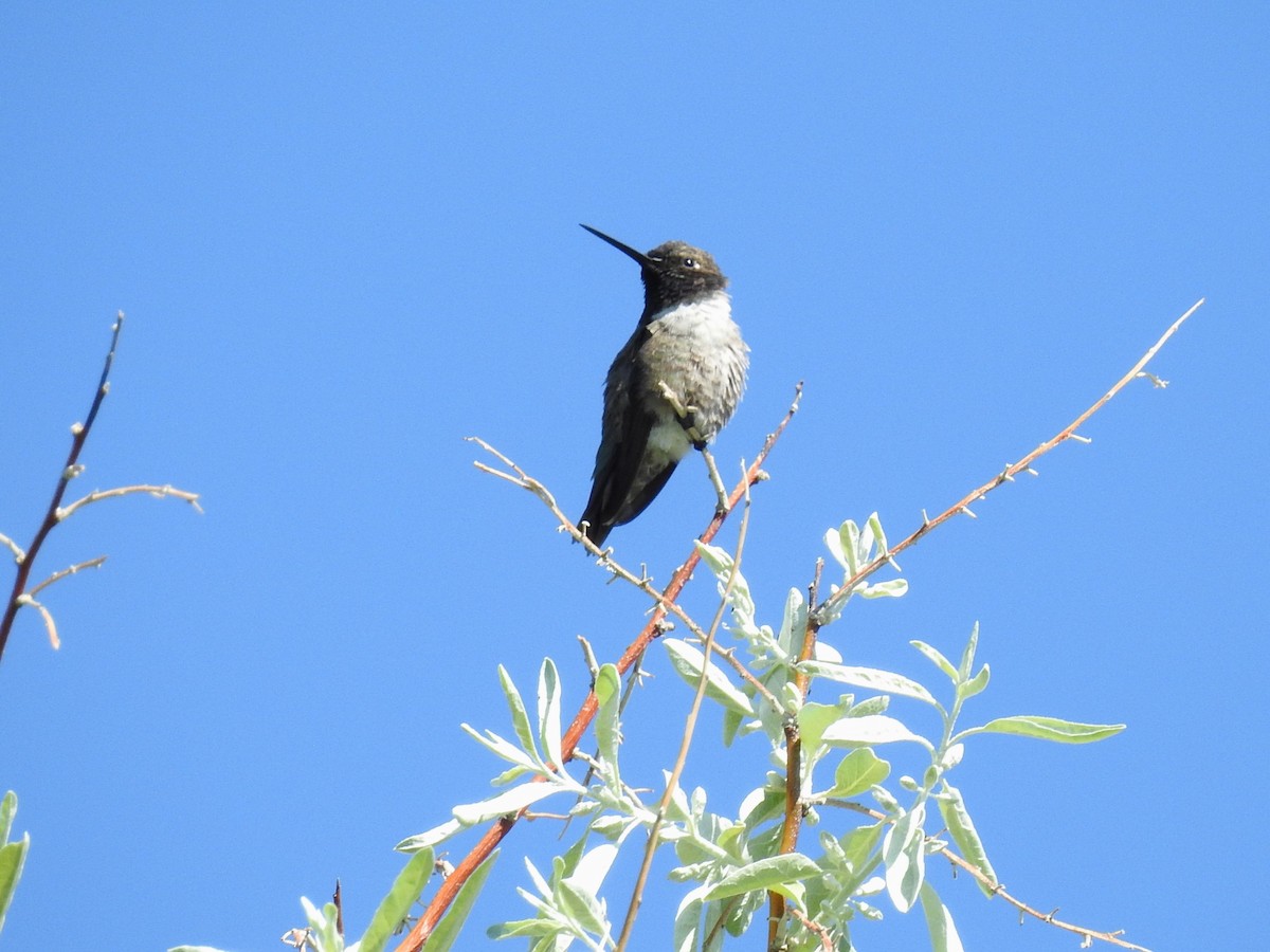 Black-chinned Hummingbird - ML636840309