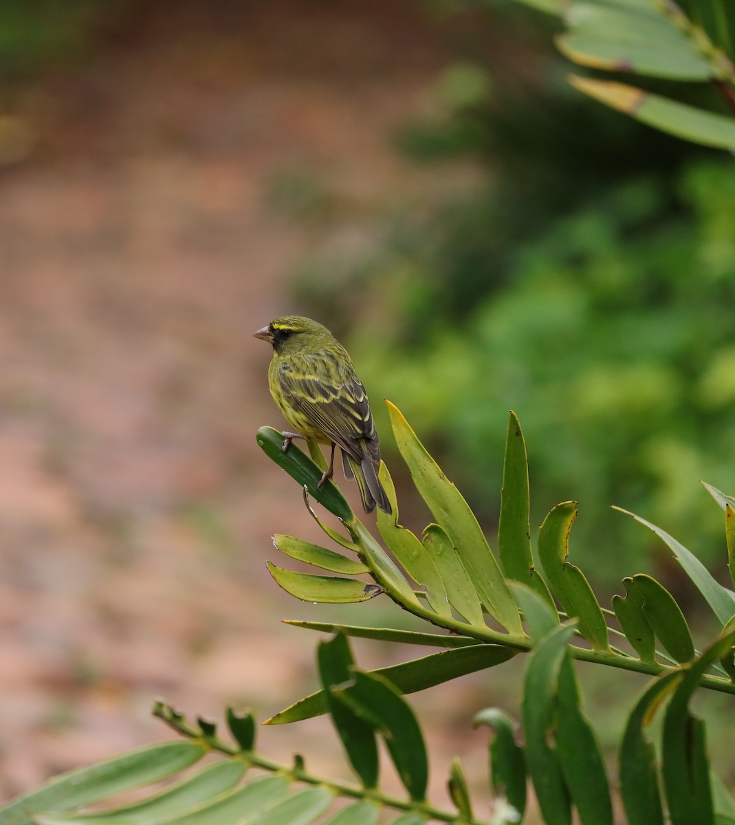 Forest Canary - ML636840336
