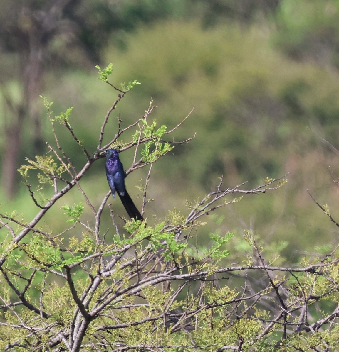 Common Scimitarbill - ML636840337