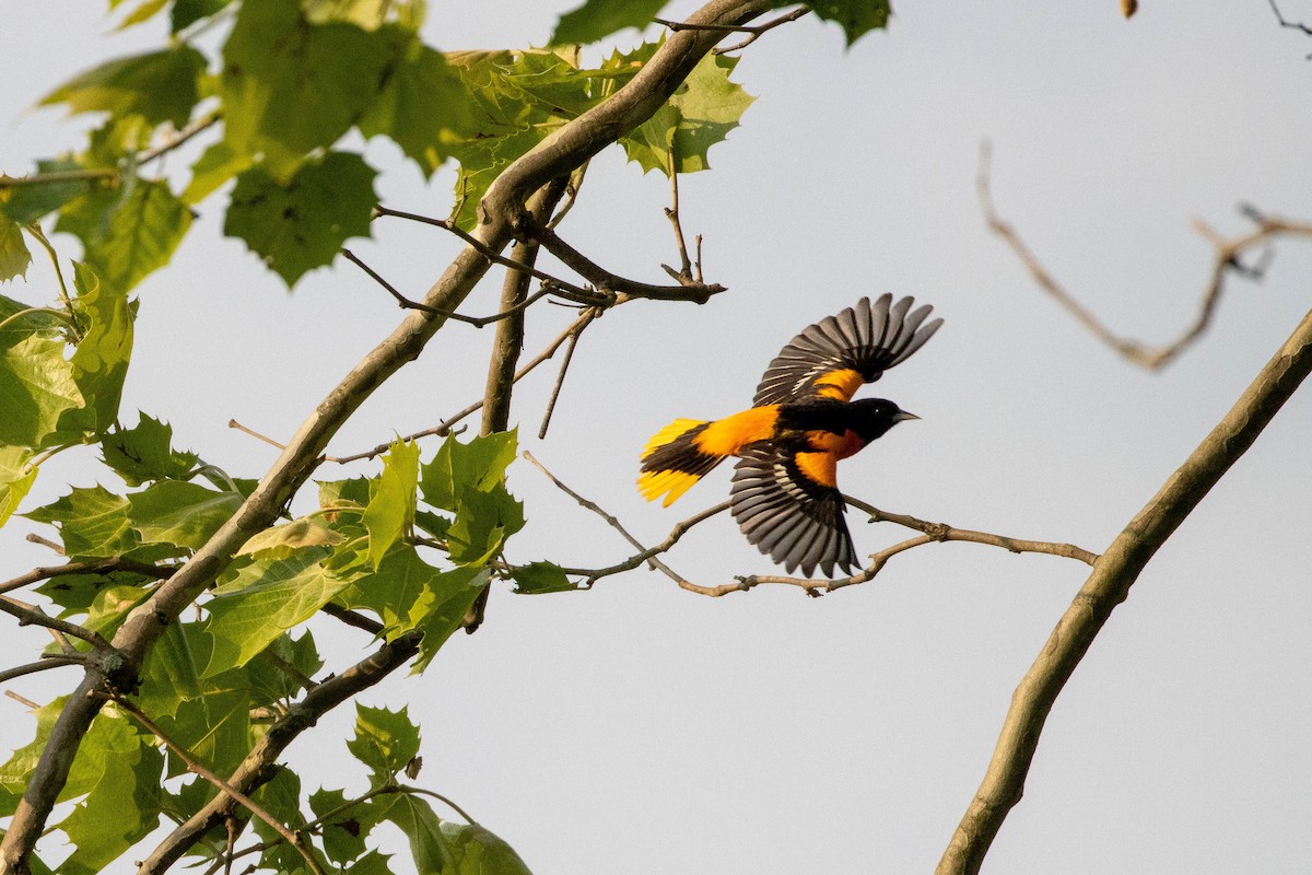 Baltimore Oriole - ML636840351