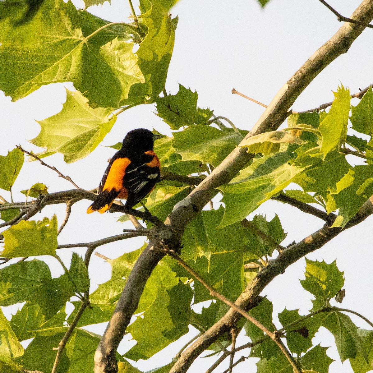 Baltimore Oriole - ML636840352