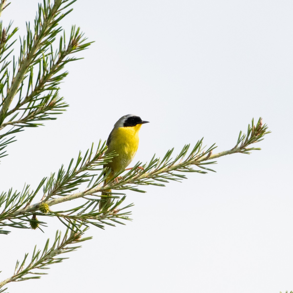 Common Yellowthroat - ML636840417