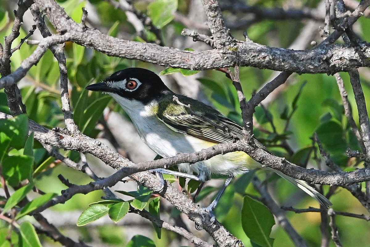 Black-capped Vireo - ML636840426