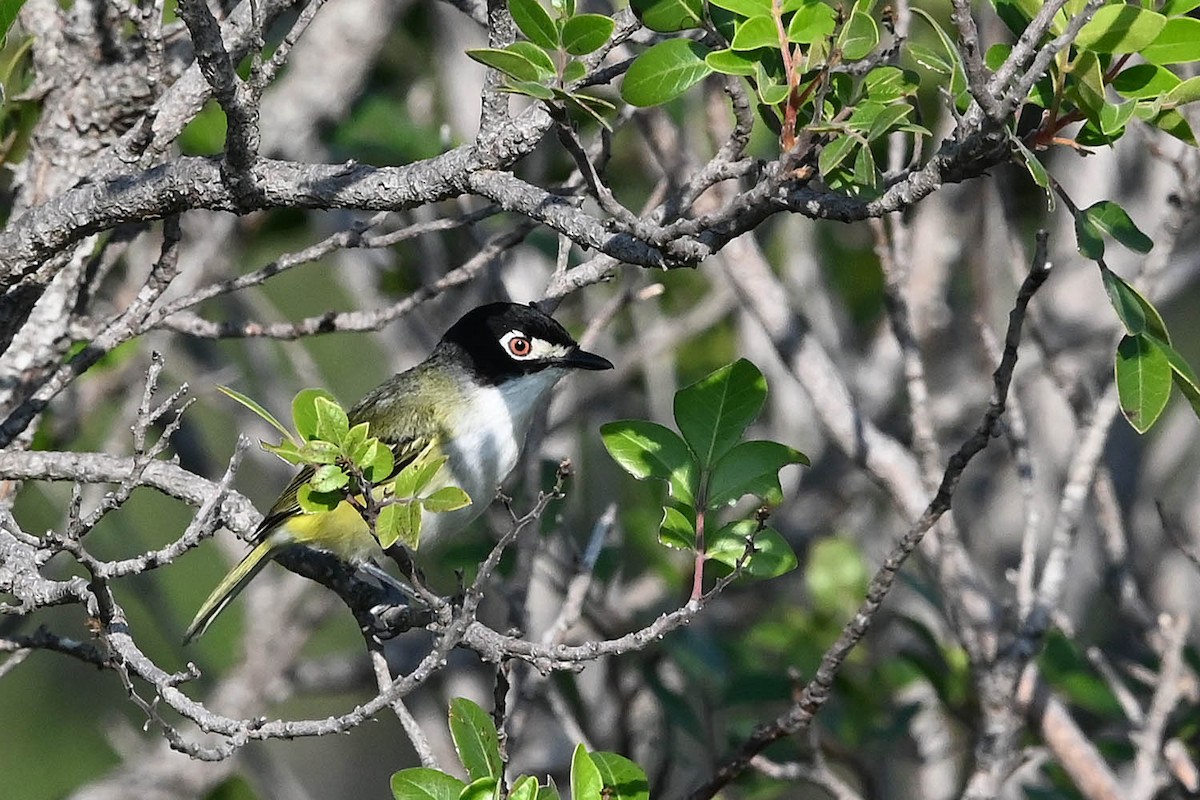 Black-capped Vireo - ML636840427