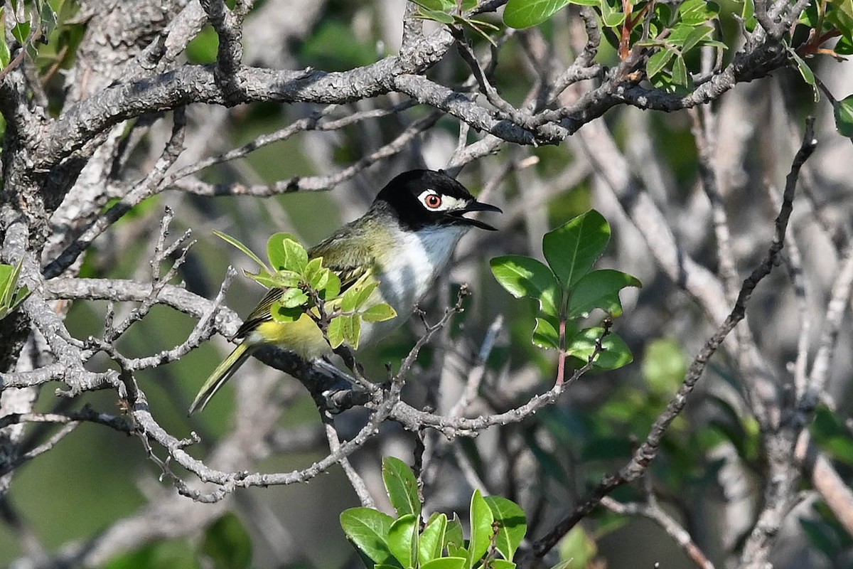 Black-capped Vireo - ML636840428