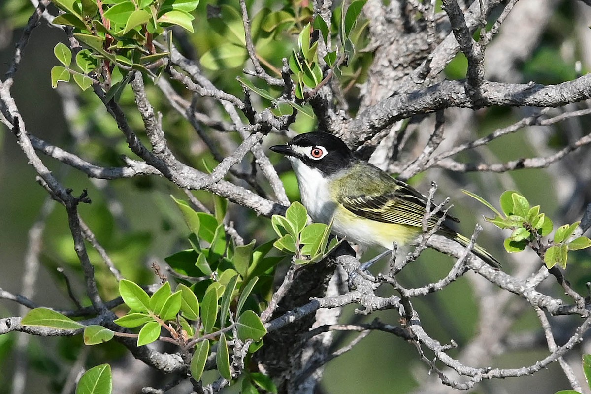 Black-capped Vireo - ML636840429