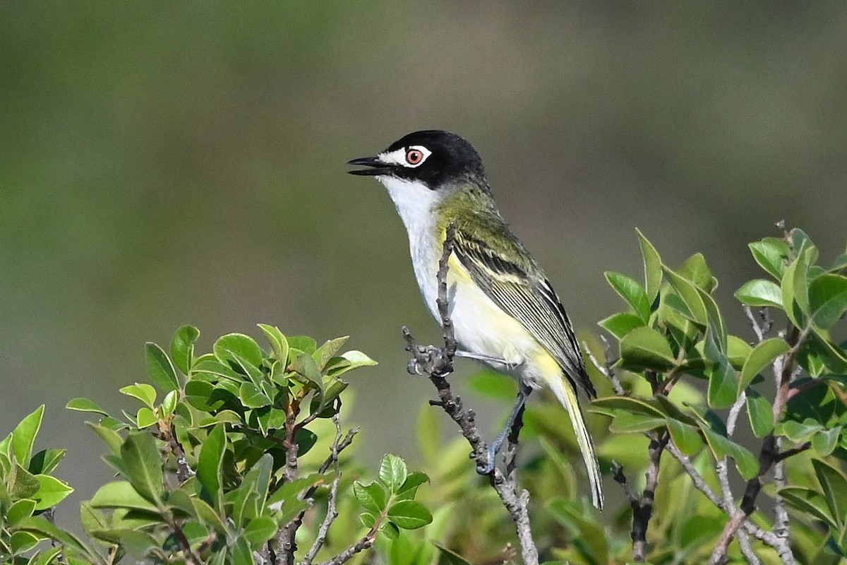 Black-capped Vireo - ML636840430