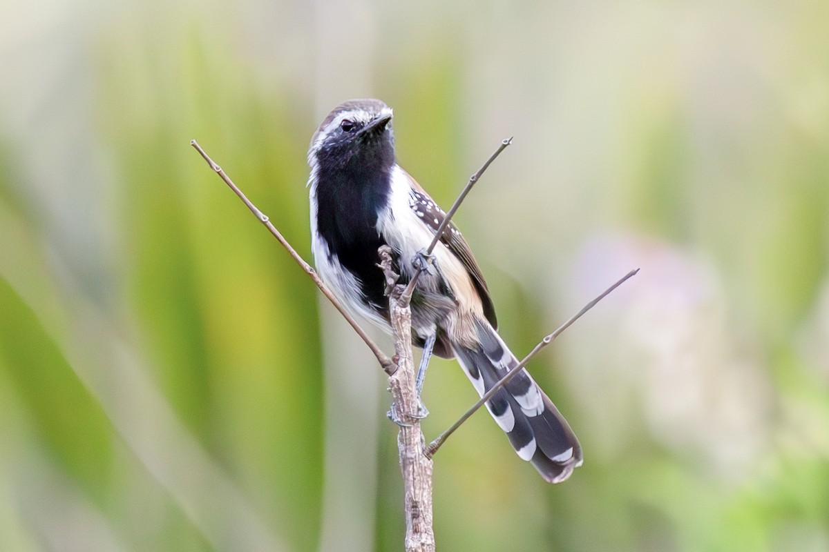 Rusty-backed Antwren - ML636840478