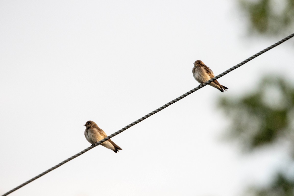 Northern Rough-winged Swallow - ML636840515