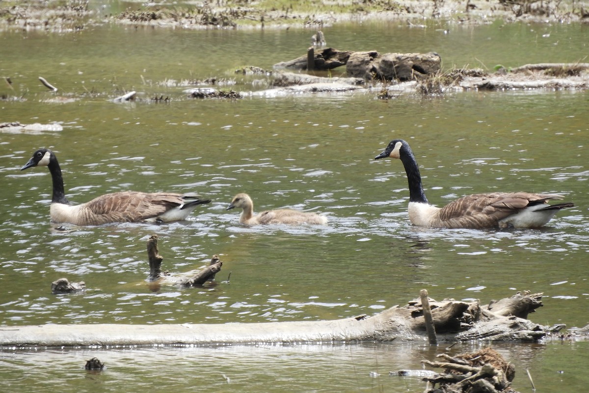 Canada Goose - ML636840703