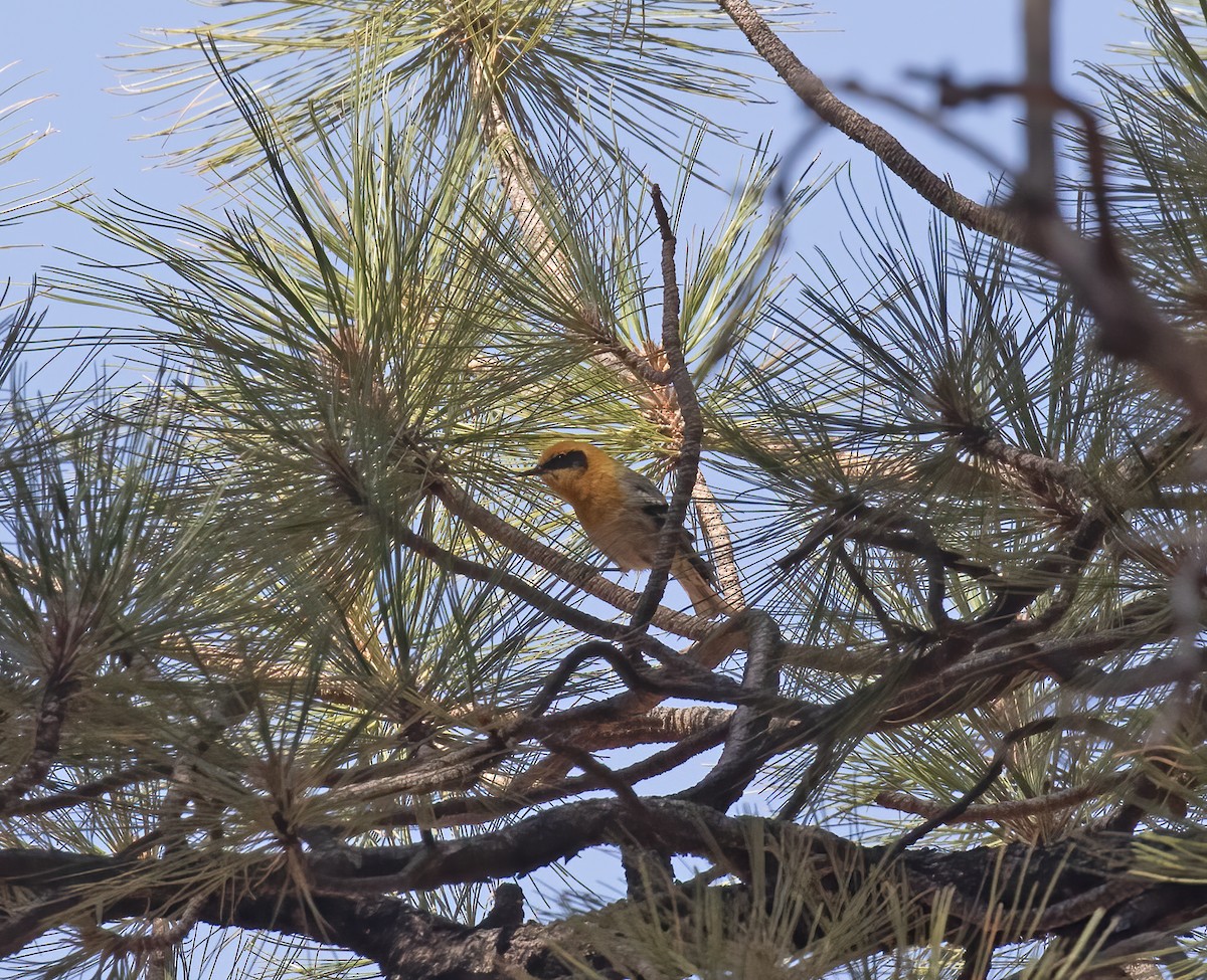 Olive Warbler - ML636840708