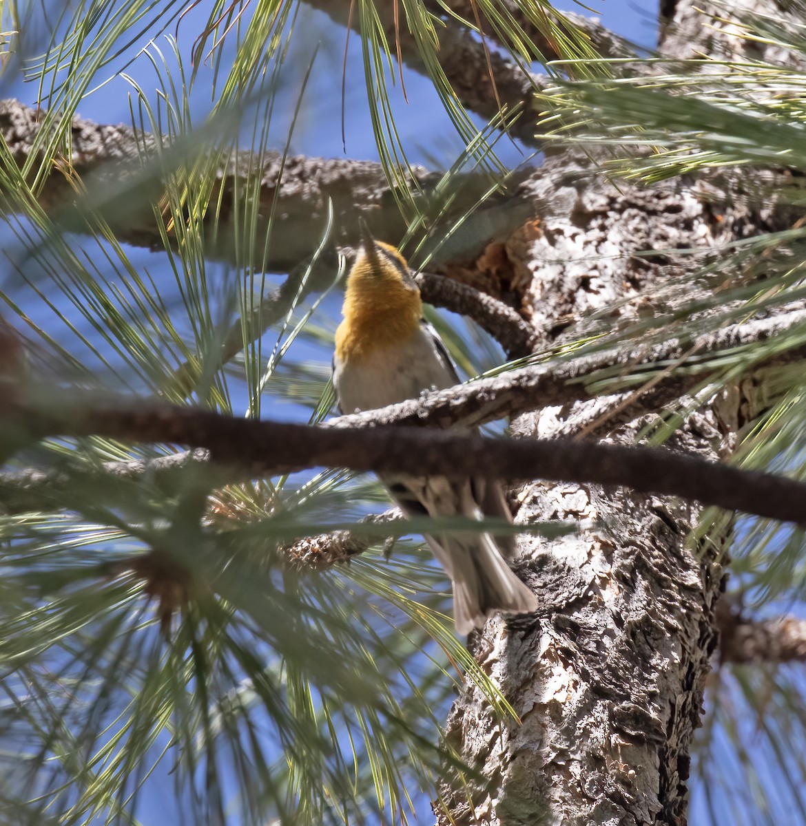 Olive Warbler - ML636840709