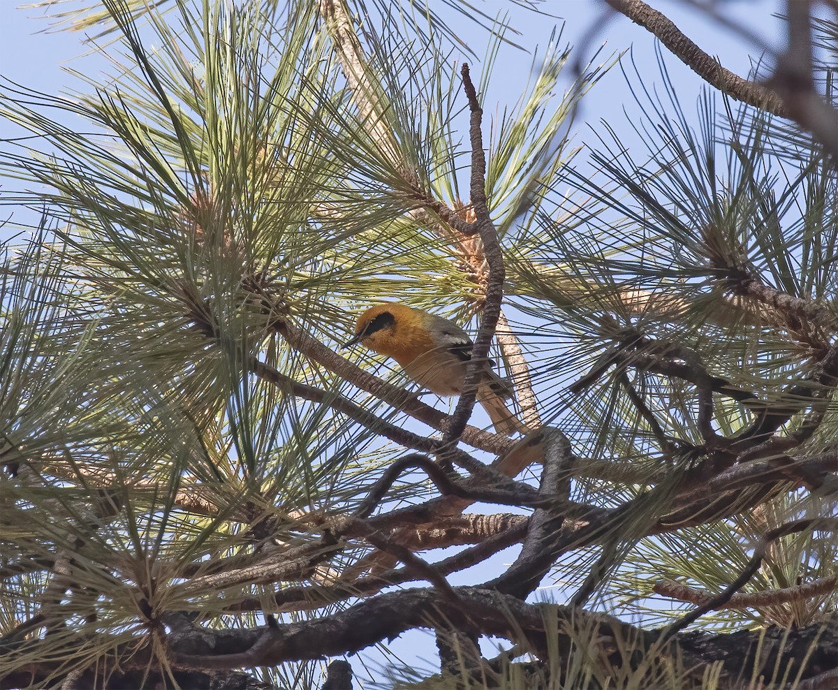 Olive Warbler - ML636840710