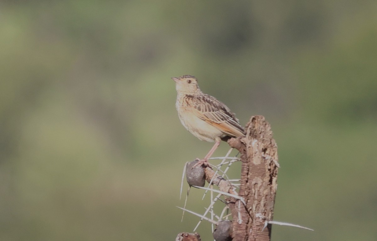 Rufous-naped Lark (Serengeti) - ML636840733