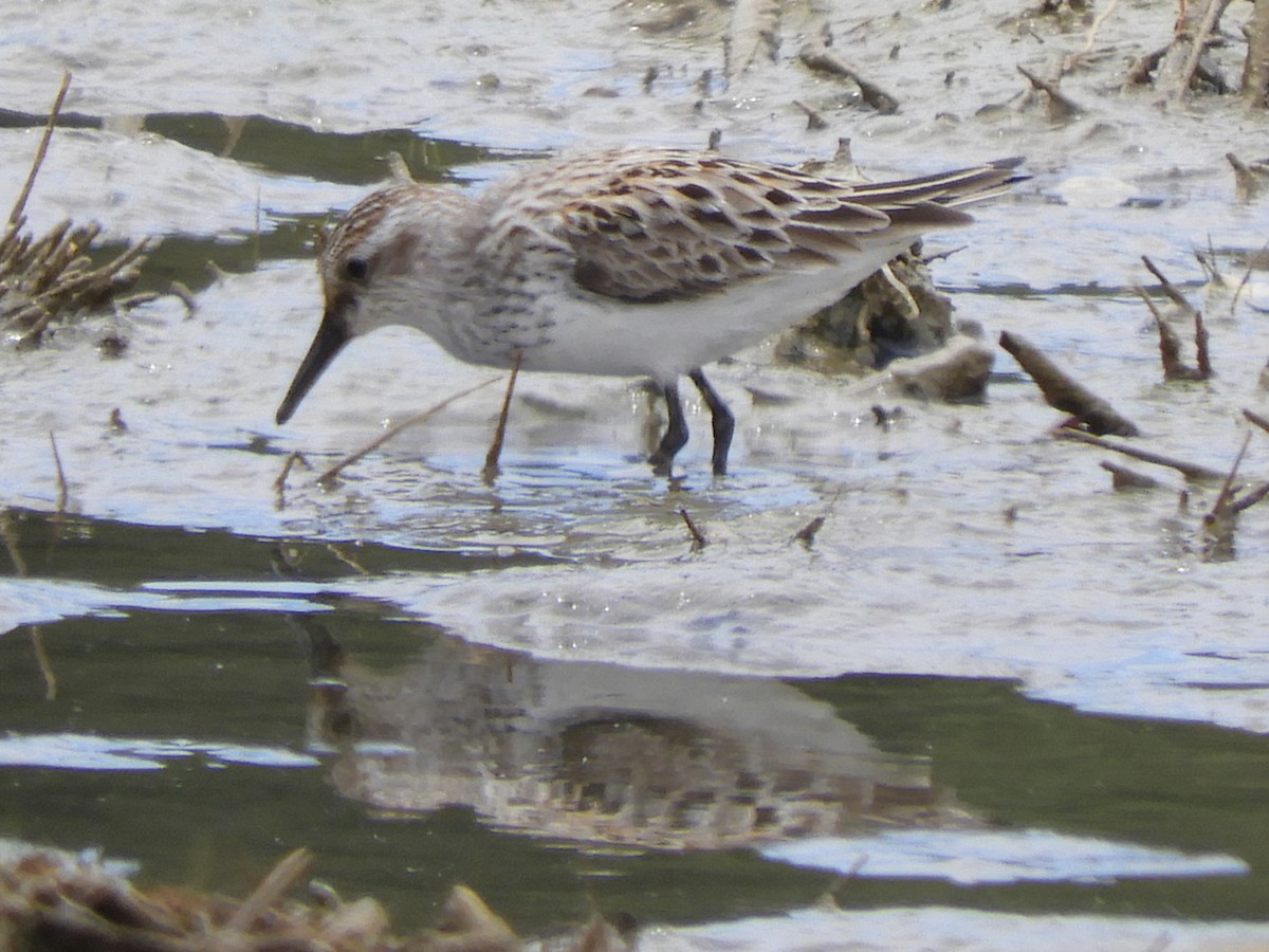 Semipalmated Sandpiper - ML636840751