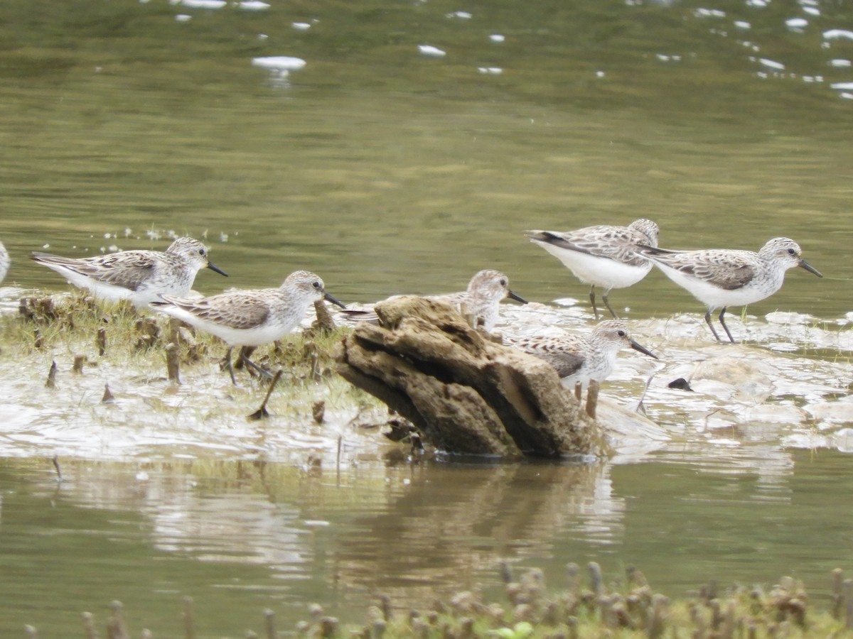 Semipalmated Sandpiper - ML636840752